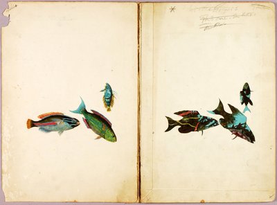 PEIXES, pasta de estudos para o livro Concealing Coloration in the Animal Kingdom de Abbott Handerson Thayer