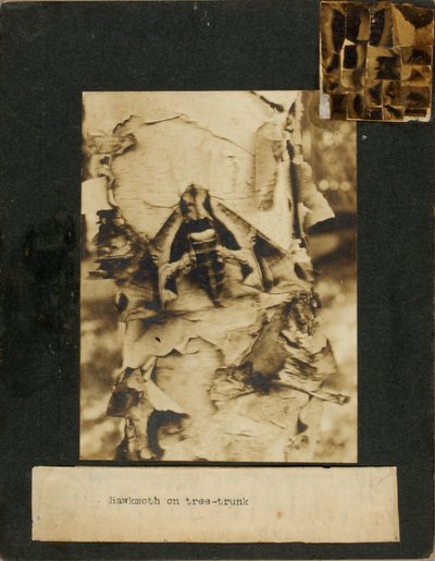 Esfinge sobre um tronco de árvore, pasta de estudos para o livro Concealing Coloration in the Animal Kingdom de Abbott Handerson Thayer