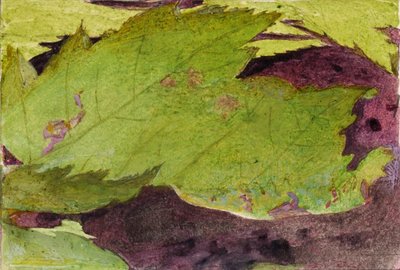 Heterocampa Biundata, Walker, estudo para o livro Concealing Coloration in the Animal Kingdom de Abbott Handerson Thayer