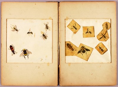 INSETOS - coloridos (abelhões ...), pasta de estudos para o livro «Concealing Coloration in the Animal Kingdom» de Abbott Handerson Thayer