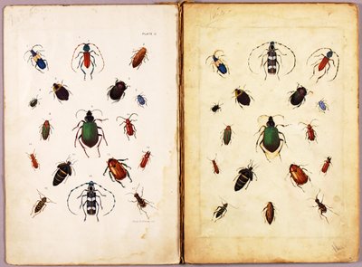 INSECTOS - Escaravelhos coloridos, paisagem, pasta de estudos para o livro Concealing Coloration in the Animal Kingdom de Abbott Handerson Thayer