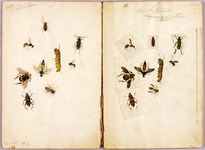 Insetos - coloridos, pasta de estudos para o livro Concealing Coloration in the Animal Kingdom de Abbott Handerson Thayer