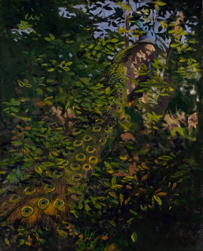 Pavão na floresta, estudo para o livro Concealing Coloration in the Animal Kingdom de Abbott Handerson Thayer