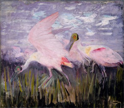 Colhereiros rosados, estudo para o livro Concealing Coloration in the Animal Kingdom de Abbott Handerson Thayer