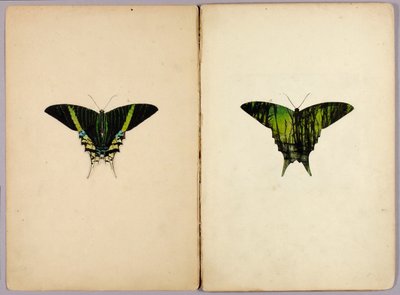 Traça-urânia, pasta de estudos para o livro «Coloração protectora no reino animal» de Abbott Handerson Thayer