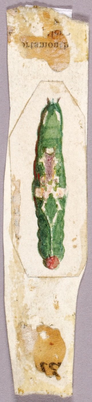 Lagarta de folha de bétula branca, estudo para o livro Concealing Coloration in the Animal Kingdom de Abbott Handerson Thayer