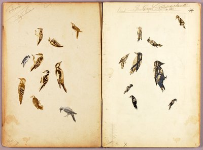 Pica-pau, pasta de estudos para o livro Coloração dissimuladora no reino animal de Abbott Handerson Thayer