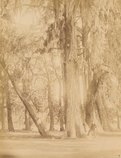 México. Bosque de Chapultepec, Perto do México de Abel Briquet