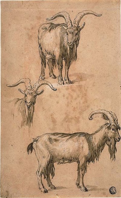 Três Esboços de uma Cabra (reto) Cortina de Figura Feminina em Pé (verso) de Abraham Bloemaert