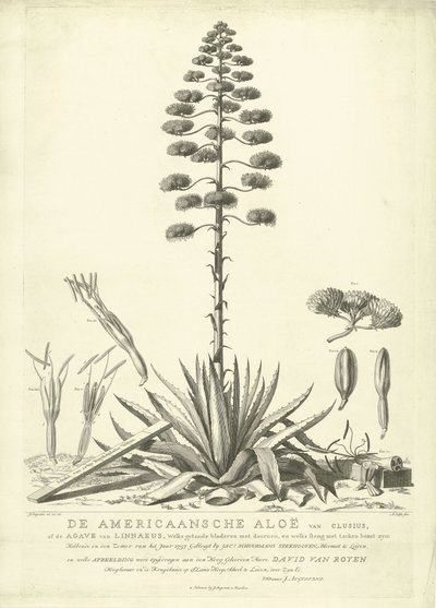 Aloé americano florido, 1757
O Aloé Americano de Clusius, ou o Agave de Linnaeus (...) Floresceu no Verão do Ano 1757 por Jac: Schuurmans Stkehooven, Florista em Leiden (título sobre o objecto) de Abraham Delfos
