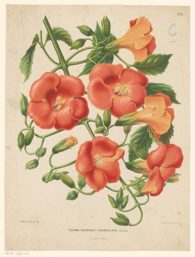 Bignonia
Tecoma (bignonia) grandiflora (título sobre o objecto) de Abraham Jacobus Wendel