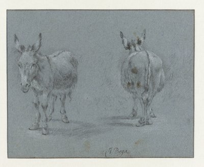 Dois estudos de um burro, visto de frente e de trás de Abraham Jansz Begeyn