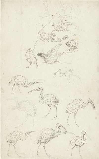Estudos de aves de Abraham Meertens