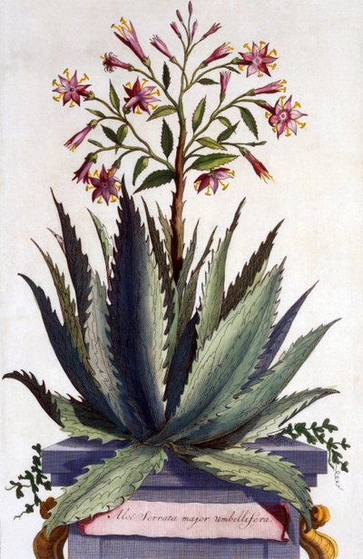 Aloe Serrata major umbellifera, de &39;Phytographia Curiosa&39;, publicado em 1702 de Abraham Munting