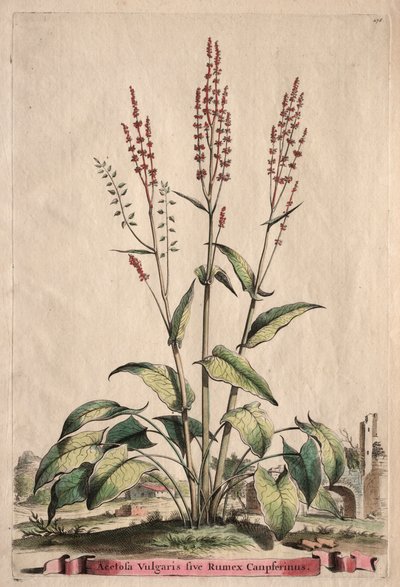 Phytographia Curiosa: Acetosa Vulgaris sive Rumex Canpferinus. de Abraham Munting