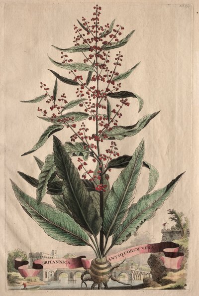 Phytographia curiosa: verdades antigas britânicas. de Abraham Munting