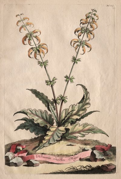 Phytographia Curiosa: Horminum Indicum Majus. de Abraham Munting