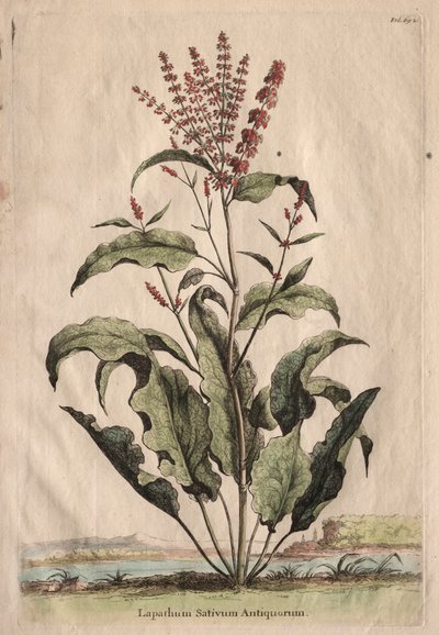 Curiosa Fitografia: Lapathum Sativum dos Antigos de Abraham Munting