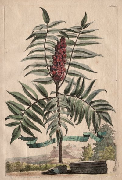Phytographia Curiosa: Árvore de sumagre de Abraham Munting