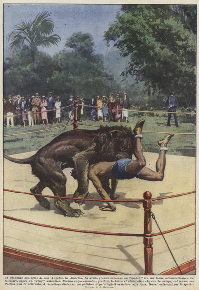 No Zoológico de Los Angeles, na América, um jogo entre um leão tem sido muito bem sucedido de Achille Beltrame