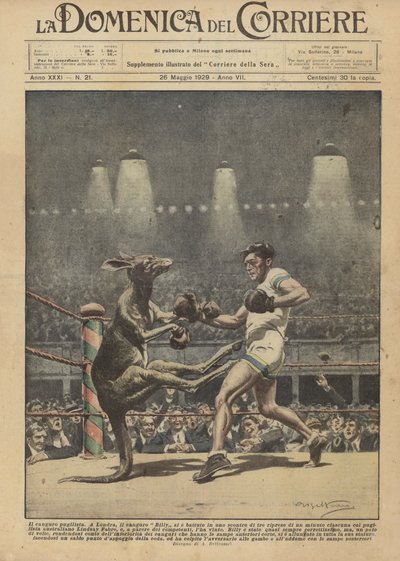 O canguru pugilista de Achille Beltrame