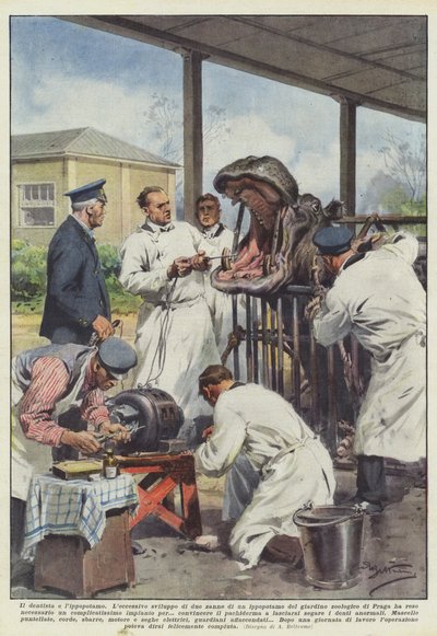 O dentista e o hipopótamo de Achille Beltrame