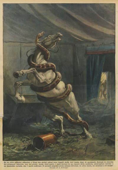 Em um circo equestre aguardado em Liège, duas grandes pythons fugiram de sua caixa após o show de Achille Beltrame