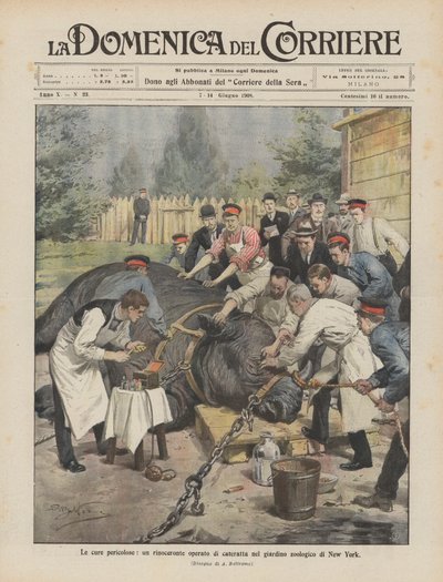 Curas Perigosas, um rinoceronte operado por catarata no Zoológico de Nova York de Achille Beltrame