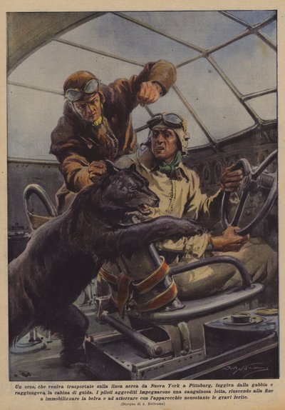Um urso, sendo transportado na companhia aérea de Nova York para Pittsburg, estava fugindo da gaiola de Achille Beltrame