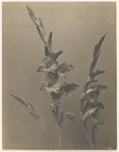 [Gladiolus] de Achille Quinet