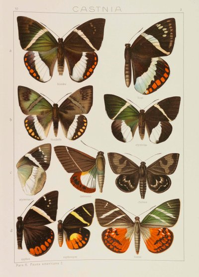 As Grandes Borboletas da Terra Os Macrolepidoptera do Mundo, 1909. de Adalbert Seitz