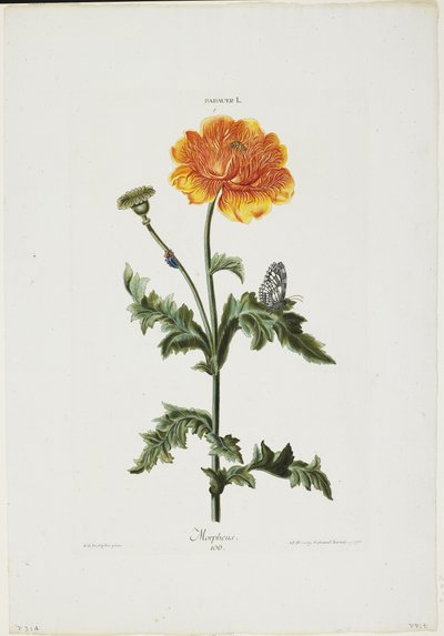 Papauer I. 106. Morpheus, de Hortus Nitidissimis, 1773 (gravura à mão) de Adam Louis Wirsing