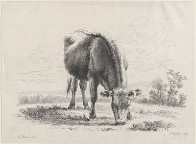 Vaca pastando, 1805., 1805. de Adam von Bartsch
