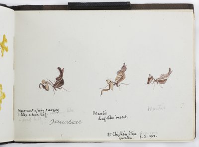Caderno de Desenhos e Notas, América do Norte e do Sul (incluindo México) de Adela Breton