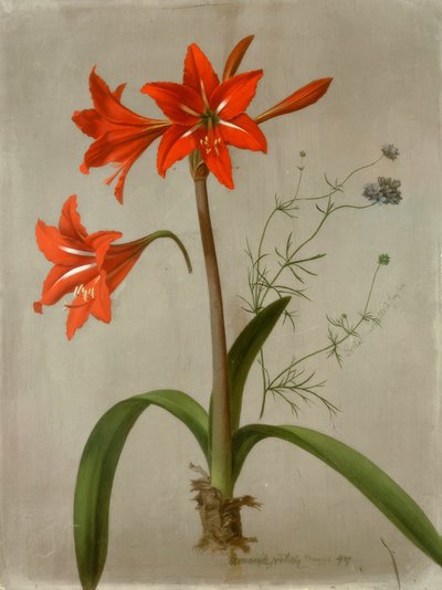 Amaryllis e Gilia de Adolf Senff