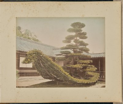 Pinheiro, Kinkakuji de Adolfo Farsari
