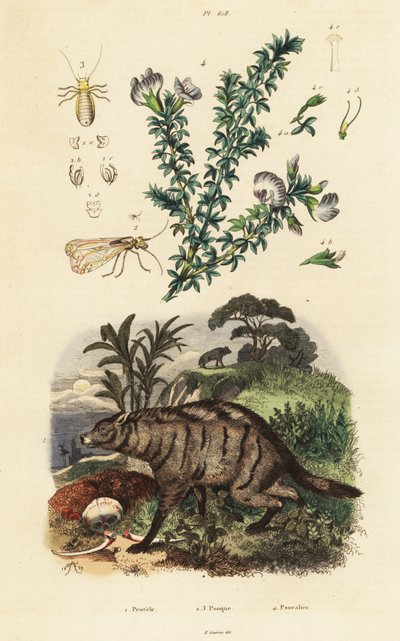 Aardwolf, ervilha e piolho árabe. de Adolph (after) Fries