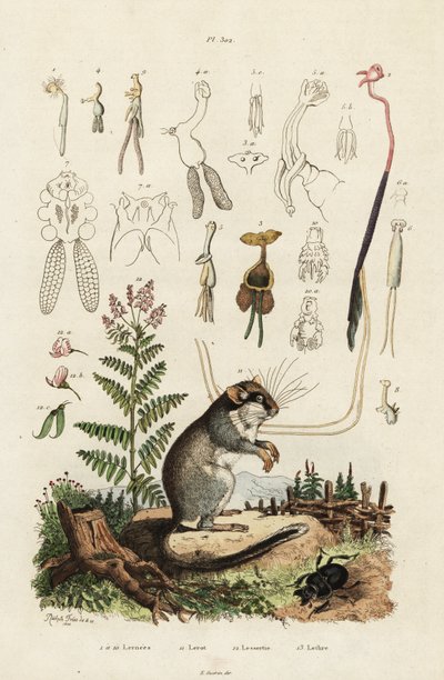 Dormouse, copépodes e besouro. ,1834-1839 (gravura) de Adolph (after) Fries