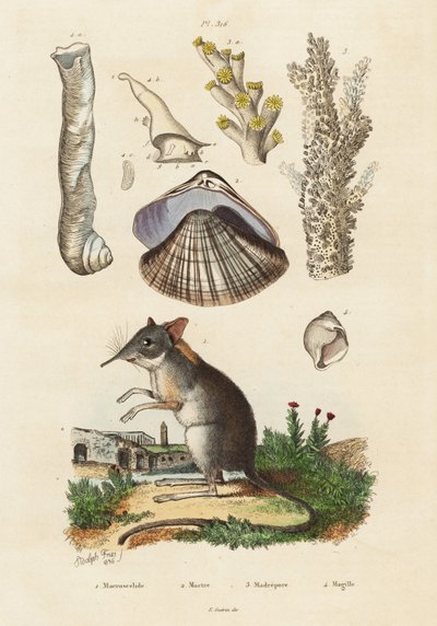 Musaranho elefante, moluscos e corais., 1834-1839 (gravura) de Adolph (after) Fries
