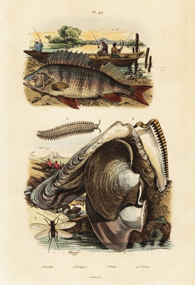 Perca, ostra-pérola, verme de veludo e rendas,1834-1839 (gravura) de Adolph (after) Fries