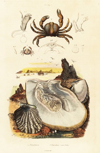 Caranguejos de alfinete e ostras de pérola,1834-1839 (gravura) de Adolph (after) Fries