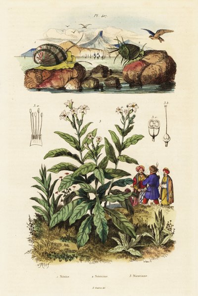 Caracóis marinhos e planta de tabaco. ,1834-1839 (gravura) de Adolph (after) Fries