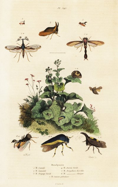 Treehoppers, 1834-1839 (gravura) de Adolph (after) Fries