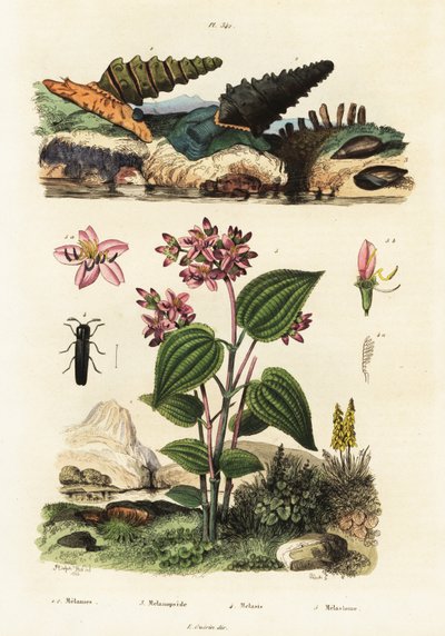 Caracóis trombeta, besouros soldados e Clidemia.,1834-1839 (gravura) de Adolph (after) Fries
