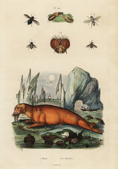Morsas e moscas. ,1834-1839 (gravura) de Adolph (after) Fries