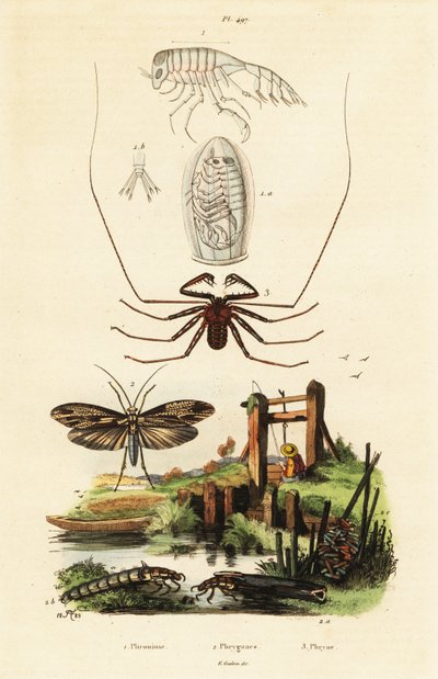 Aranha chicoteadora e caddisfly. de Adolph (after) Fries