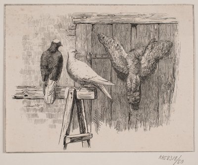 Os pombos de Johan Adolph Kittendorff