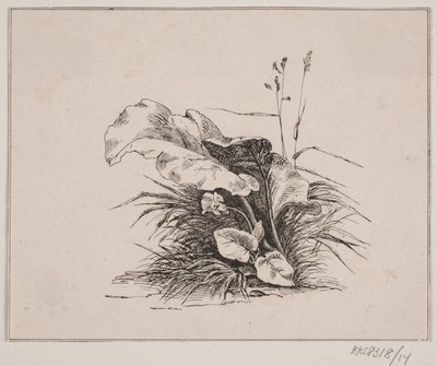 O violino de Johan Adolph Kittendorff
