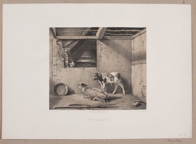 Para os vitelos de Johan Adolph Kittendorff