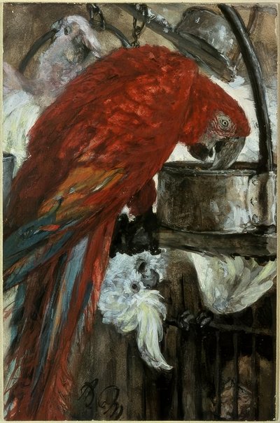 Ara und Kakadu de Adolph Menzel